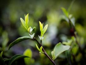 南岳云雾茶
