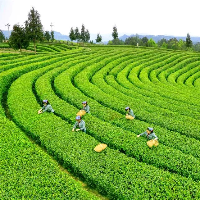 问茶米仓山 | 走,采茶去!旺苍最全采茶攻略请查收~