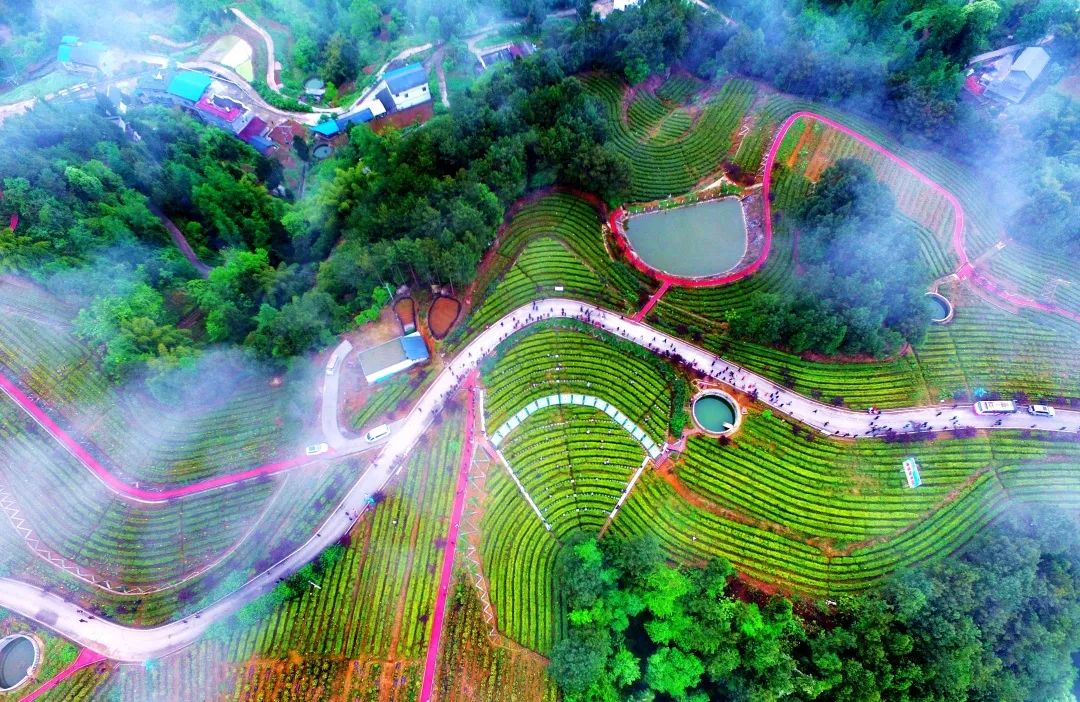 问茶米仓山 | 走,采茶去!旺苍最全采茶攻略请查收~