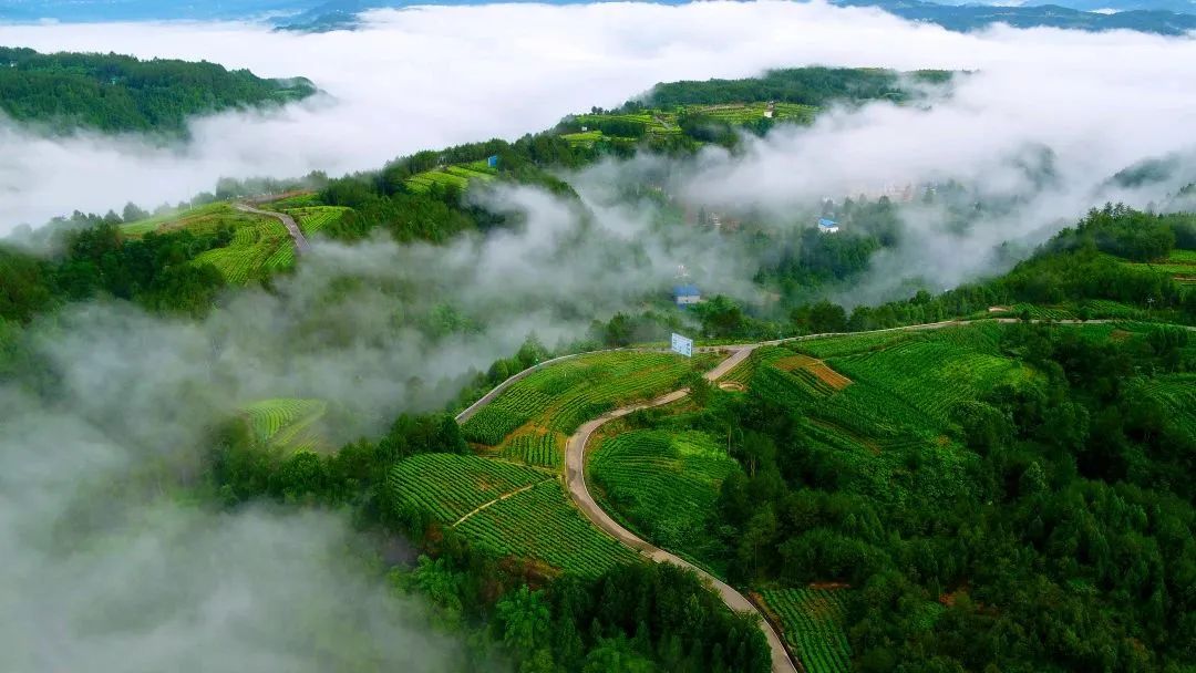 问茶米仓山 | 走,采茶去!旺苍最全采茶攻略请查收~
