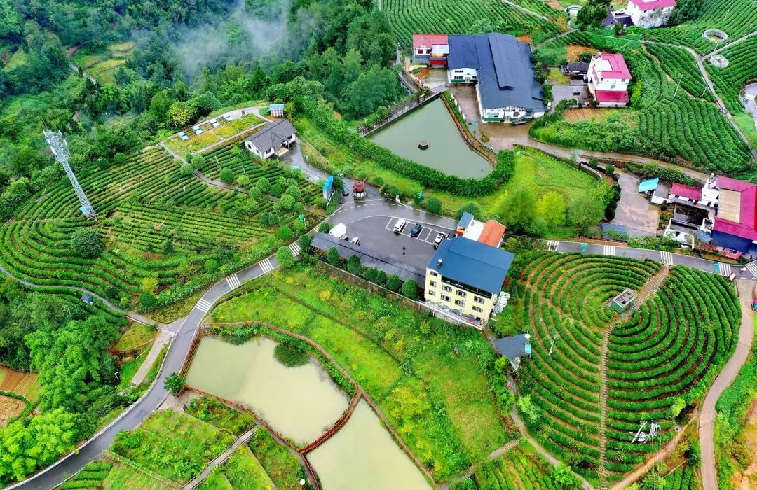 问茶米仓山 | 走,采茶去!旺苍最全采茶攻略请查收~