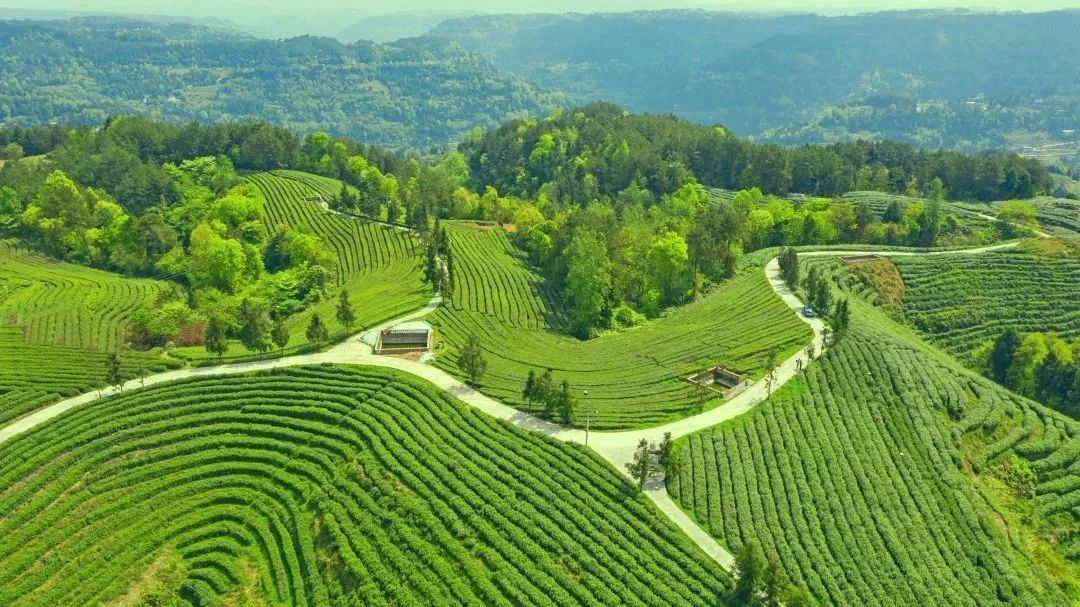 问茶米仓山 | 走,采茶去!旺苍最全采茶攻略请查收~