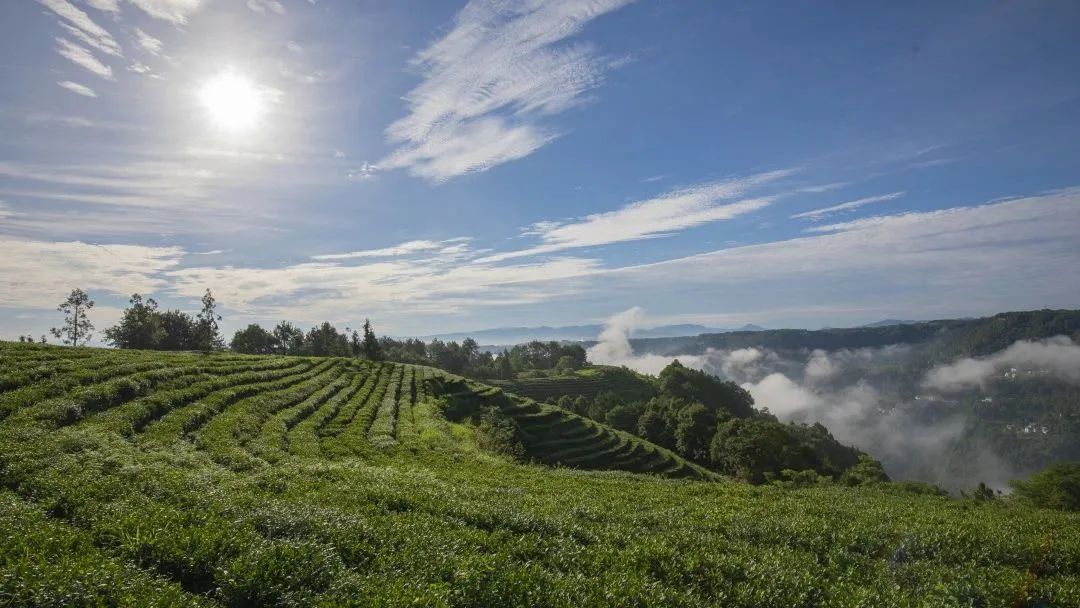 问茶米仓山 | 走,采茶去!旺苍最全采茶攻略请查收~