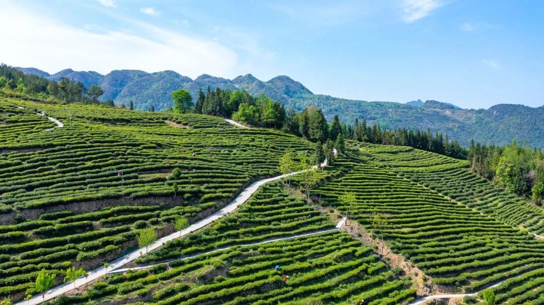 问茶米仓山 | 走,采茶去!旺苍最全采茶攻略请查收~