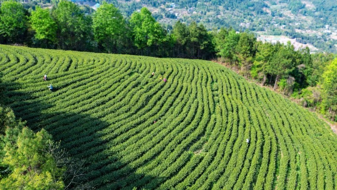 问茶米仓山 | 走,采茶去!旺苍最全采茶攻略请查收~