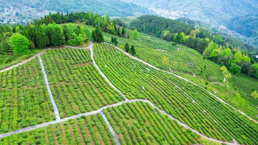问茶米仓山 | 走,采茶去!旺苍最全采茶攻略请查收~