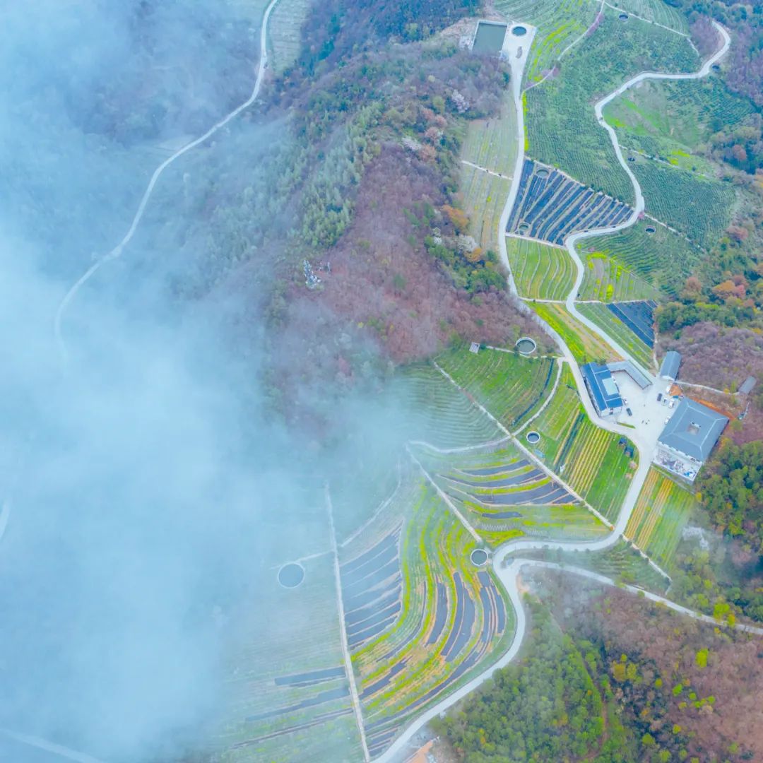 问茶米仓山 | 走,采茶去!旺苍最全采茶攻略请查收~