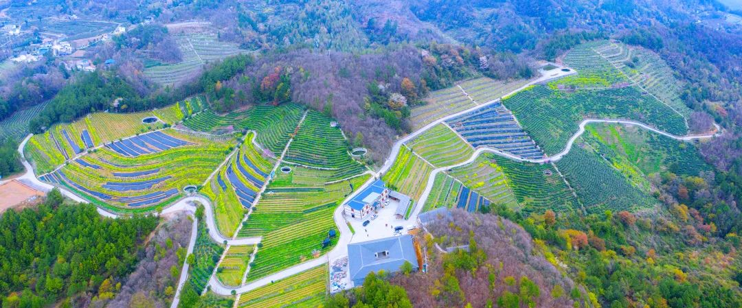 问茶米仓山 | 走,采茶去!旺苍最全采茶攻略请查收~