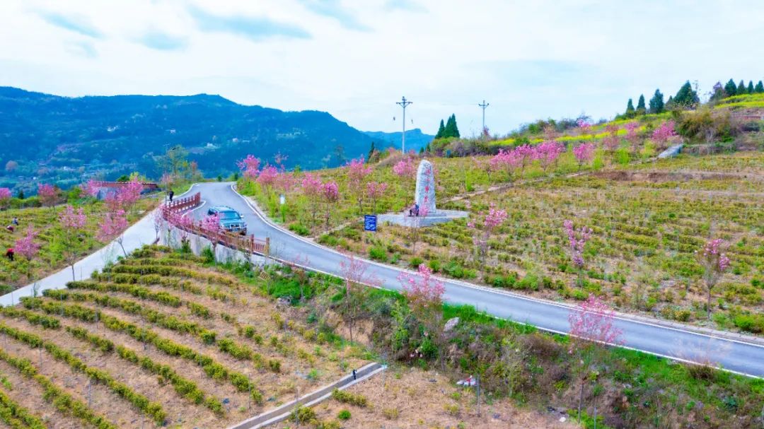 问茶米仓山 | 走,采茶去!旺苍最全采茶攻略请查收~