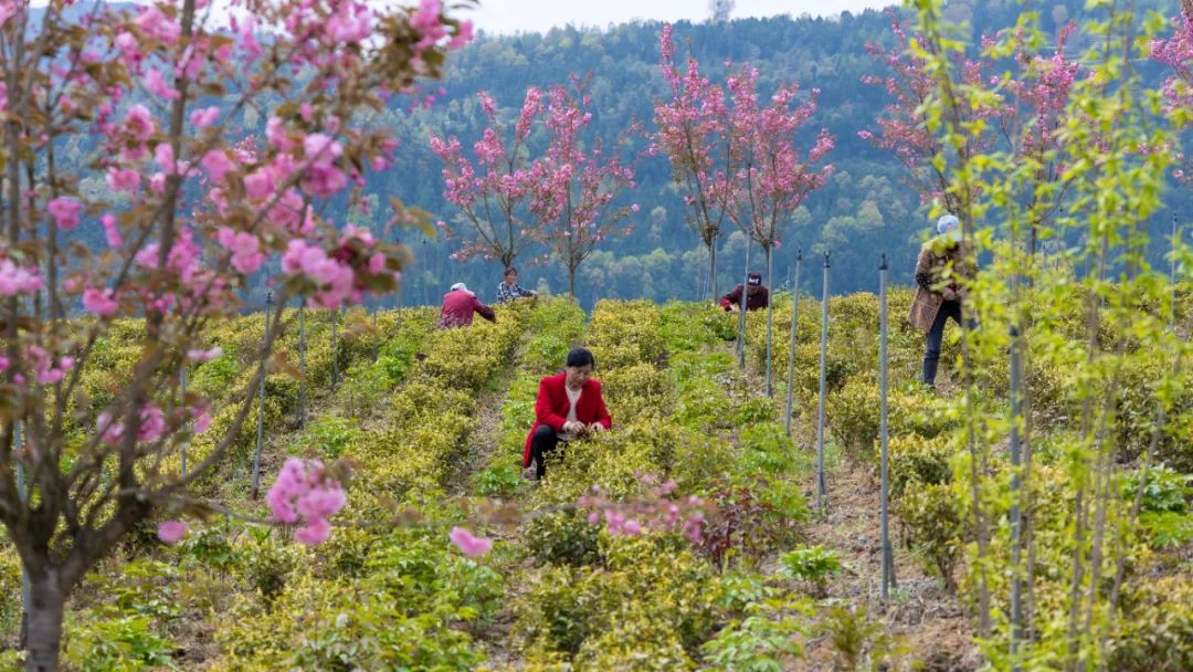 问茶米仓山 | 走,采茶去!旺苍最全采茶攻略请查收~