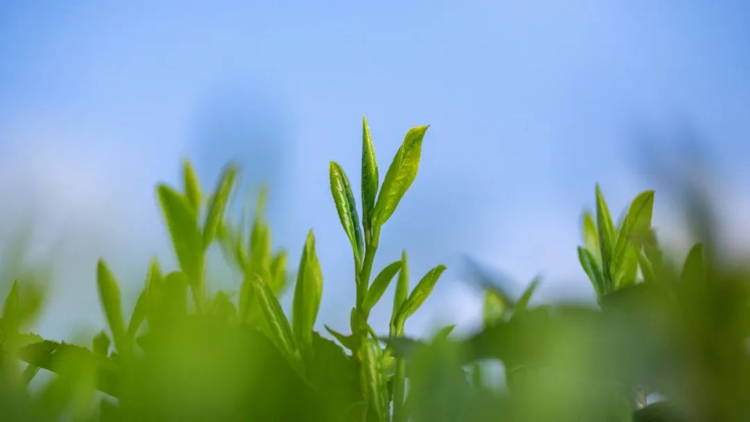 问茶米仓山 | 走,采茶去!旺苍最全采茶攻略请查收~