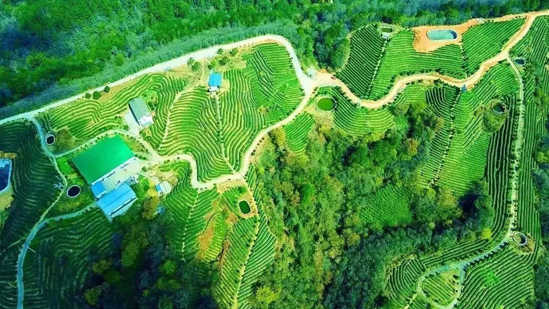 问茶米仓山 | 走,采茶去!旺苍最全采茶攻略请查收~