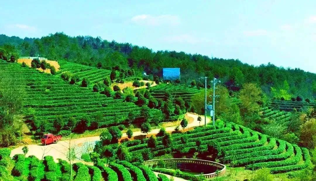 问茶米仓山 | 走,采茶去!旺苍最全采茶攻略请查收~
