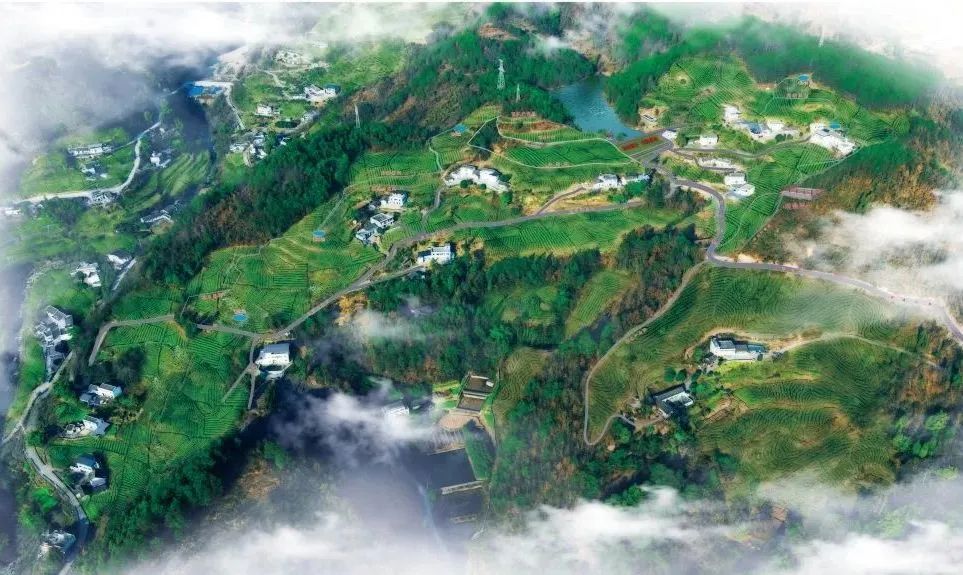 问茶米仓山 | 走,采茶去!旺苍最全采茶攻略请查收~