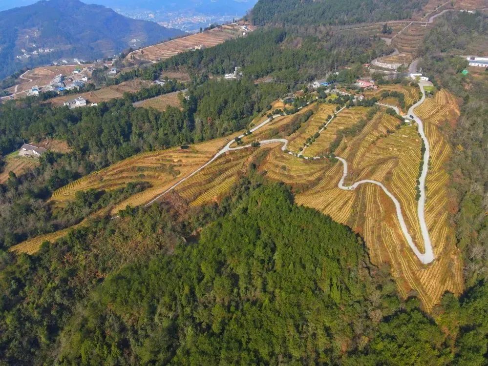 问茶米仓山 | 走,采茶去!旺苍最全采茶攻略请查收~